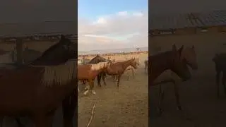 Қулындарға вакцина қойып жатырмыз! #вулкан #horse #малбазар #табун #camel #art #Каратау #Қазақстан