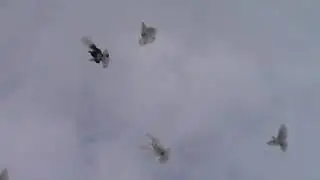 Пермские гривуны