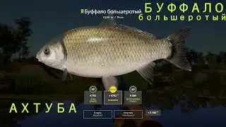 Рр4 | БУФФАЛО БОЛЬШЕРОТЫЙ | АХТУБА