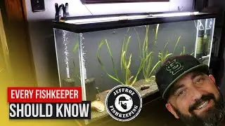 A problem That every Fishkeeper has dealt with.