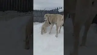 #гампр