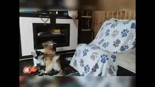 Щенки корги и кошка)))