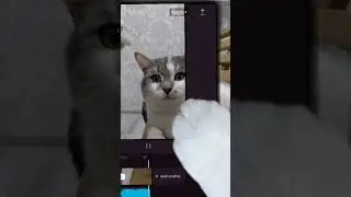 ТОПОВЫЙ ШАБЛОН с МИТЯЕМ 😎