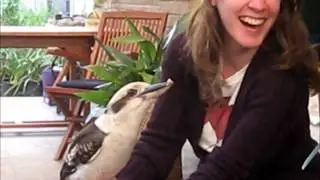 Kookaburra tries to eat and laugh at the same time