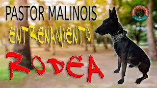 ENTRENAMIENTO DE RODEA #pastorbelgamalinois #pastormalinois #belgianmalinois #dog #pets #malinois