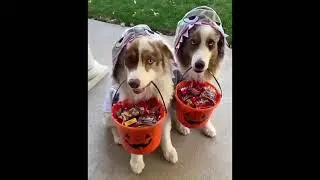 Funniest Animals -Try Not To Laugh-2019-new(Les animaux les plus drôles-Essayer De Ne Pas Rire-2019)