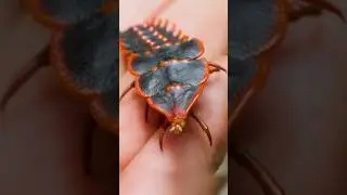 Prehistoric Bug!