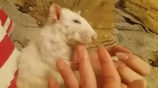С крысами не соскучишься!
