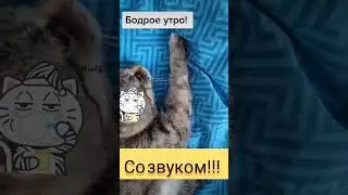 Кошка и добое утро😃😃😃Со звуком!