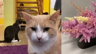 🔨💥 Aprendiendo a fracasar haciendo ikebanas 😁 & gaticafé ♥️🐈
