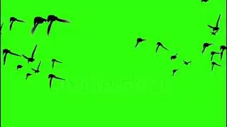 Flock of Birds Flying Green screen video #viral #shorts #birds #video #greenscreen