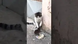 Кот боится мыши