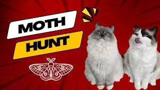 Moth Hunting with E&Y