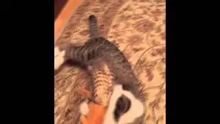 Кошка загрызла белку
