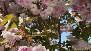 Сакура! Цветение сакуры в нашем саду