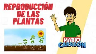 Plant Reproduction