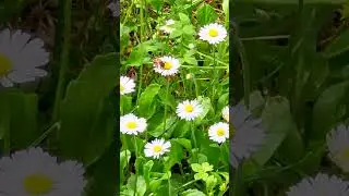 Spring in the countryside@Figline Diaries#bee#daisies#ape#margheritine#primavera#春#蜂とマーガレット#figline