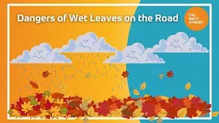Dangers of Wet Leaves on the Road