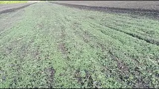 ДОЩІ ! Тепло, Все заросло бурянами! Що робити?