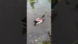 Уточки