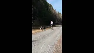 Allyssa Revvi & Sirius Mush Larose 2km Home Run #sleddogs#malamutelovers  #alaskanmalamutes