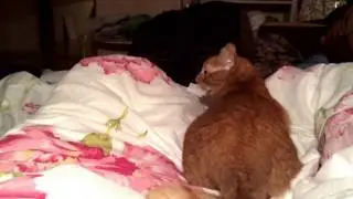 )