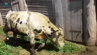 Деревенская коррида.