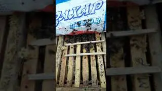 Пчеловодство. Мёд с НОЗЕМАТОМ. №3. 