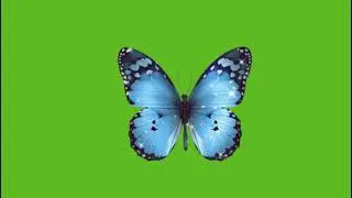 Free Green Screen Blue Butterfly 🦋 Capcut  , Please  Like And Subscribe ❤