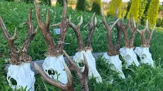 Охота 2024 в Беларуси !! hunting 2024 in Belarus