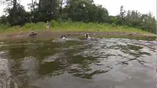 Dallas and Lola swimming in Muncy Creek