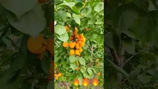 Шикарный абрикос для всех и каждого! 