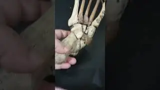Articulated skeleton of foot #viralshrots #osteology #lowerlimbanatomy