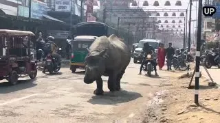 The largest rhinoceros in Asia.