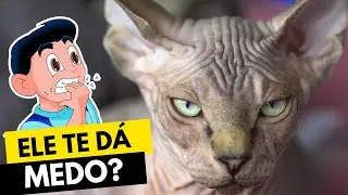 SPHYNX  - A RAÇA DE GATO QUE NÃO TEM PELOS!