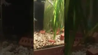 Морозными вечерами.