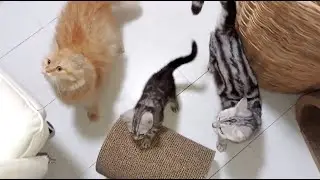 Cats Reaction to Cats Meowing | TRIGGERED CATS