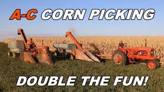 Allis Chalmers Show: Corn Picking 2024 With Two Vintage Allis Chalmers Corn Pickers!