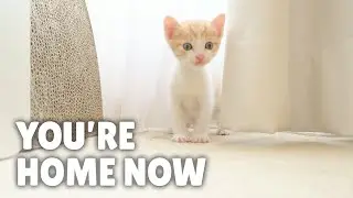 Can We Become a True Family? | Kittisaurus