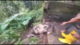 Bali pig part 2