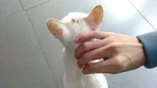 The cat that was left behind