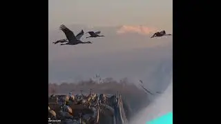 Аркадий Кобяков (А над  зоной  Журавли)