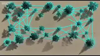 ağaçlar gizlice konuşuyor