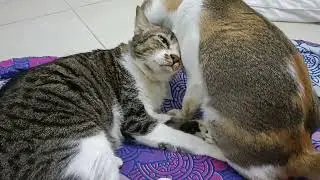 Cat kiss the gloomy cold rainy day away