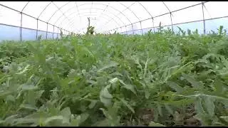 тепличный комплекс для выращивания рукколы