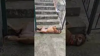 Немецкий боксёр Харлюша, отдыхает после моря #funnydog #germanboxer #немецкийбоксер