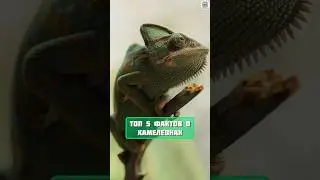 топ 5 фактов о хамелеонах 