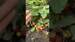 Лето🍓🥬 #shortvideo #shorts #vlog #влоги #summer #vibes #дача #лето #trending #огород