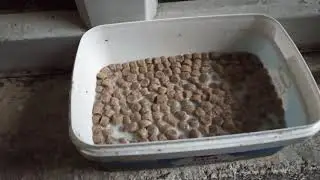 Köpeğimizdr ve kuşlarımızda son durum! köpeğe kuru mama aldım!