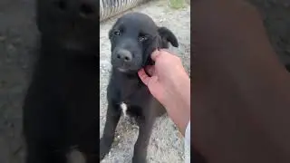 Щенки